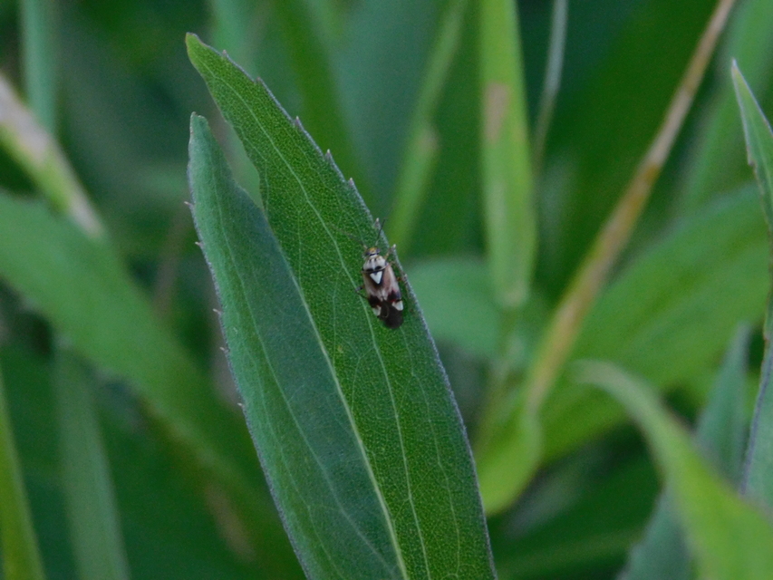 Lygus pratensis - változó mezeipoloska