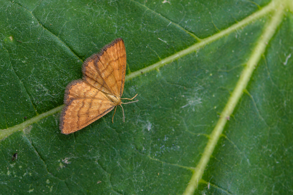 Idaea serpentata - kis sávosaraszoló