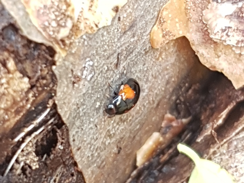 Tritoma bipustulata - feketenyakú tarbogár