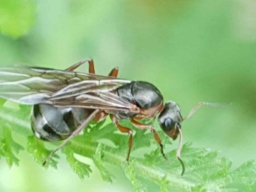 Formica cunicularia - gyakori rabszolgahangya