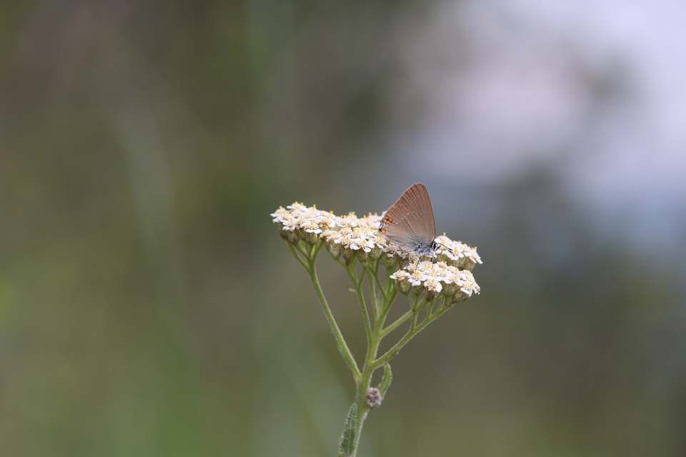 Satyrium acaciae - akác-csücsköslepke