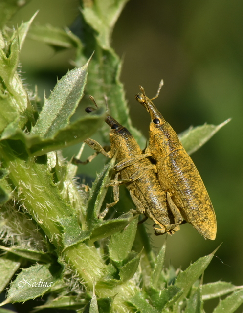 Lixus pulverulentus - mályvafúró dudvabarkó