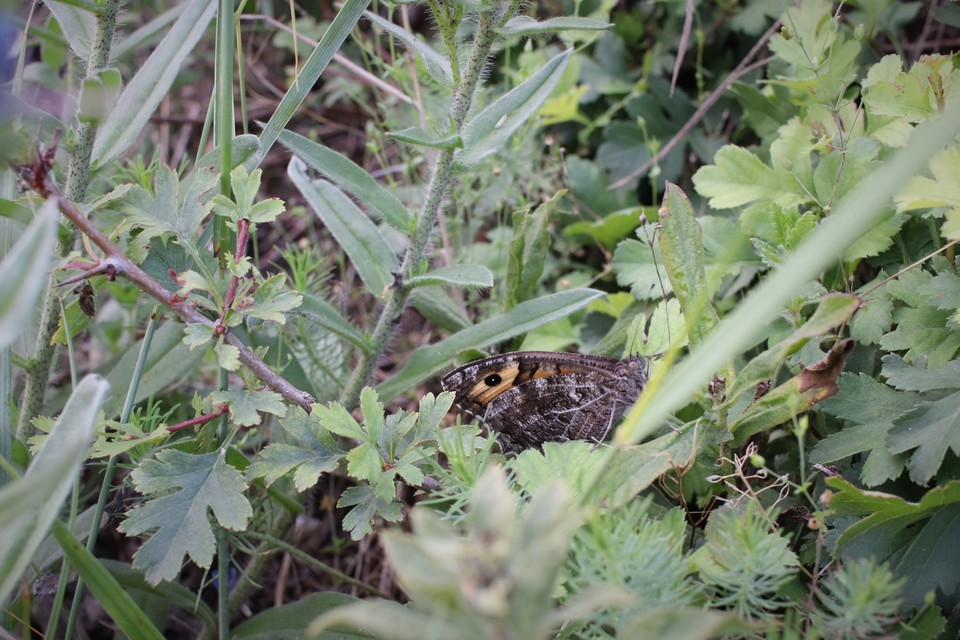 Hipparchia semele - barna szemeslepke