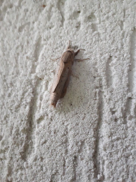 Phragmataecia castaneae - nádfúrólepke