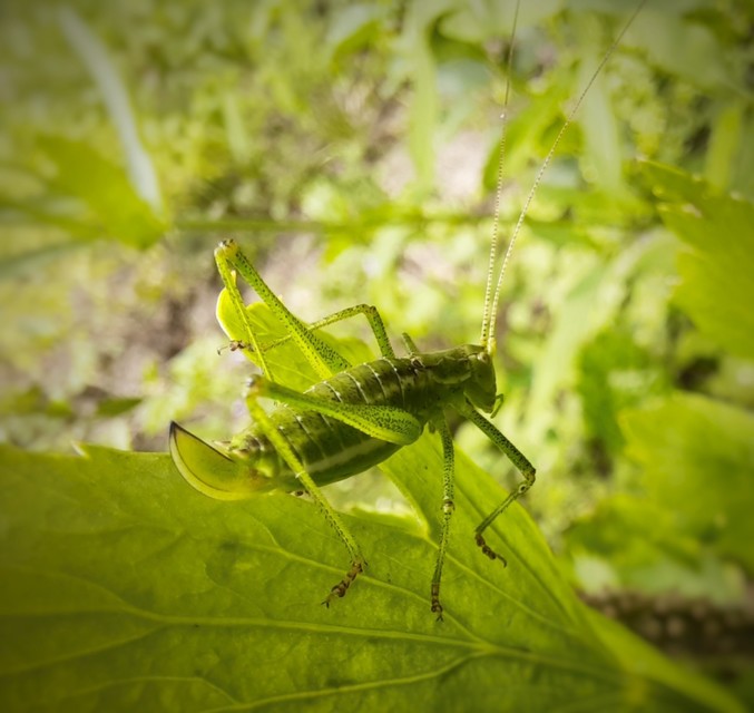 Leptophyes albovittata - közönséges virágszöcske