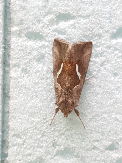 Macdunnoughia confusa - cseppfoltos ezüstbagoly