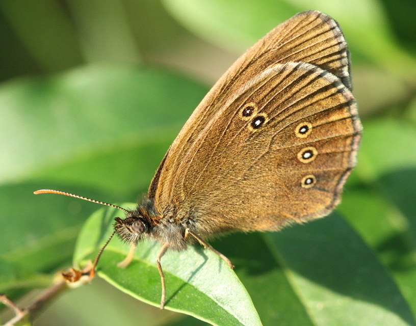 Aphantopus hyperanthus - közönséges ökörszemlepke