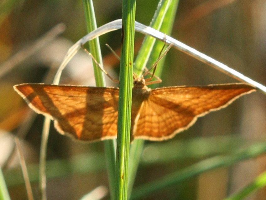 Idaea ochrata - okkerszínű sávosaraszoló