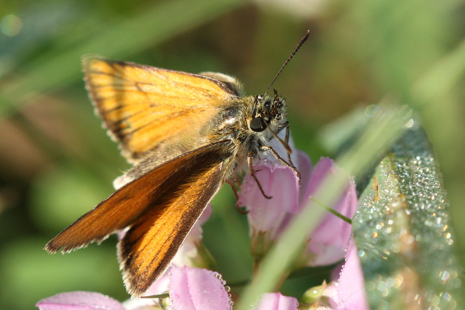 Thymelicus lineola - vonalas busalepke