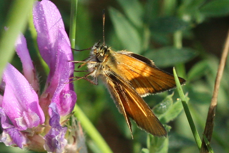 Thymelicus lineola - vonalas busalepke