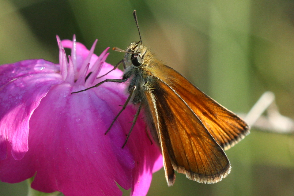 Thymelicus lineola - vonalas busalepke