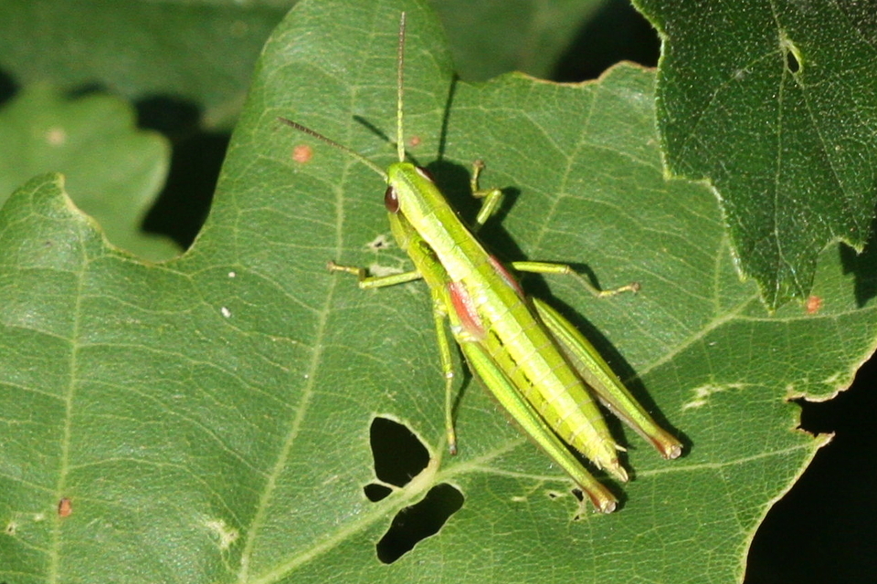 Euthystira brachyptera - smaragdzöld sáska