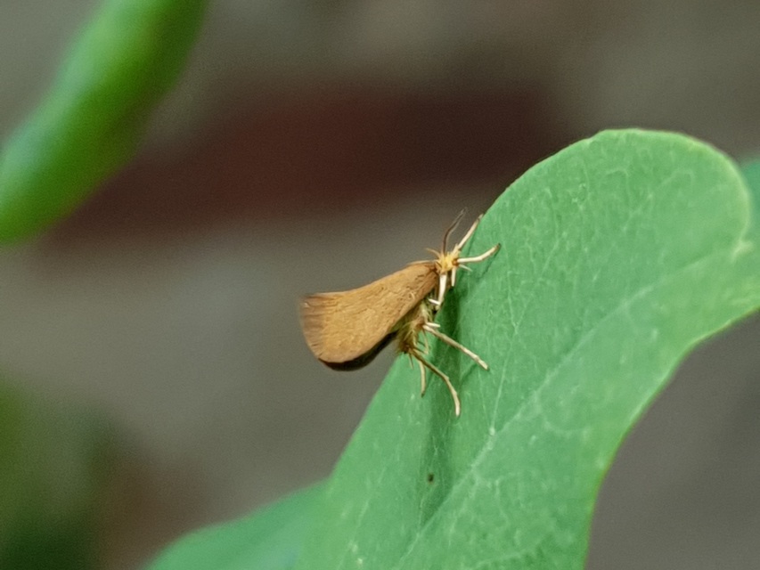 Crassa tinctella/unitella