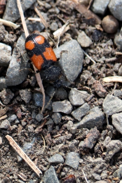 Panagaeus cruxmajor - nagy keresztesfutó