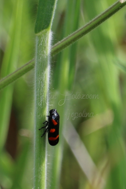 Cercopis arcuata/sanguinolenta