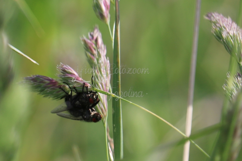 Sarcophagidae - húslégyfélék