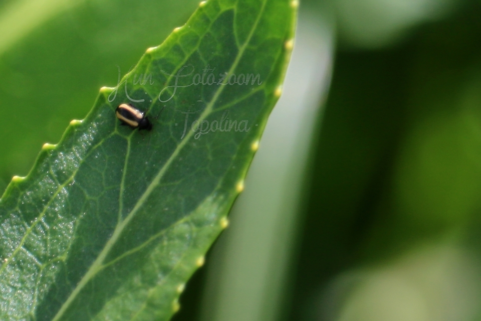Phyllotreta