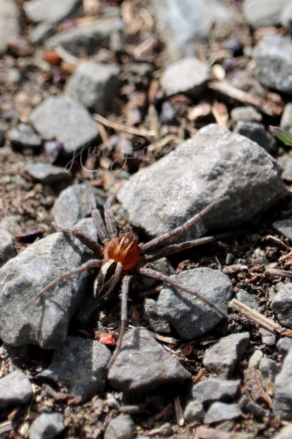 Thanatus arenarius