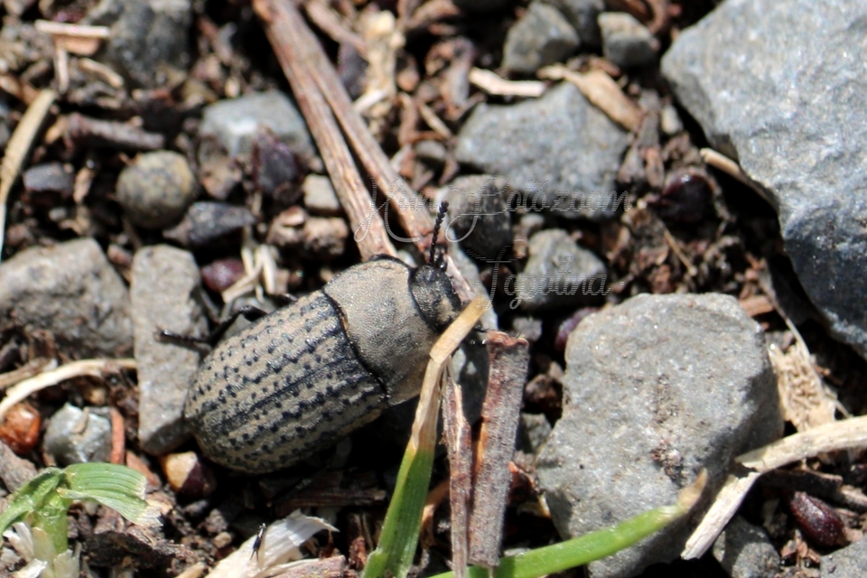 Opatrum sabulosum - sároshátú gyászbogár