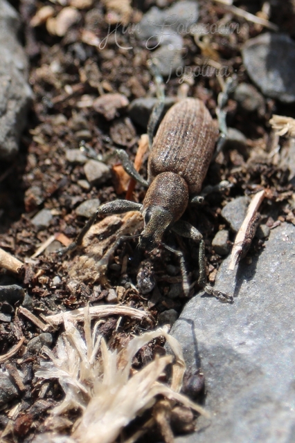 Tanymecus palliatus - közönséges hegyesfarúbarkó