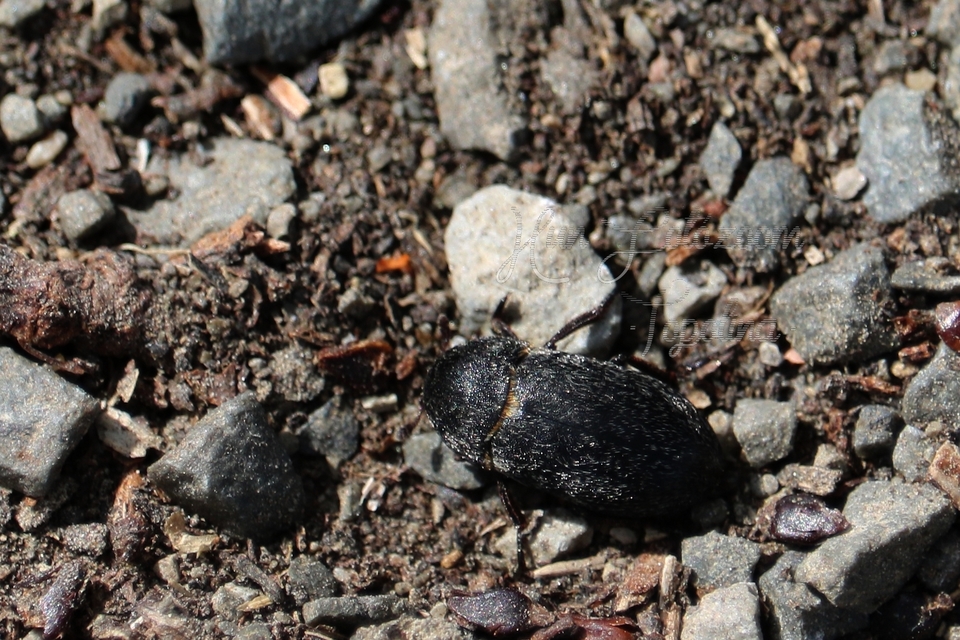 Dermestes laniarius - gyászos porva