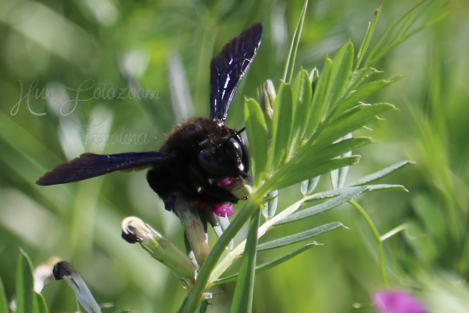 Xylocopa violacea - kék fadongó