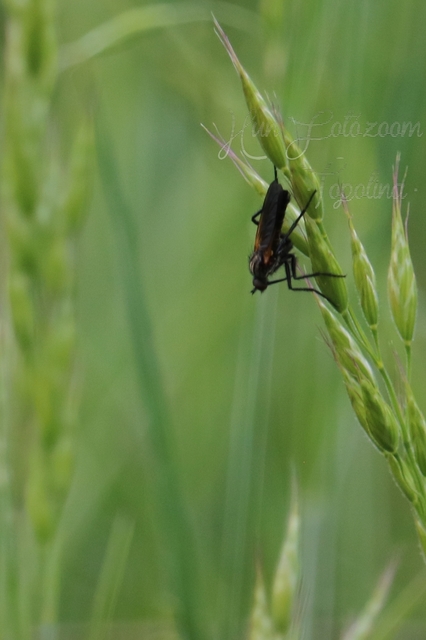 Empididae - táncoslegyek