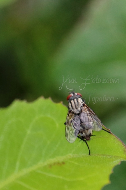 Sarcophagidae - húslégyfélék
