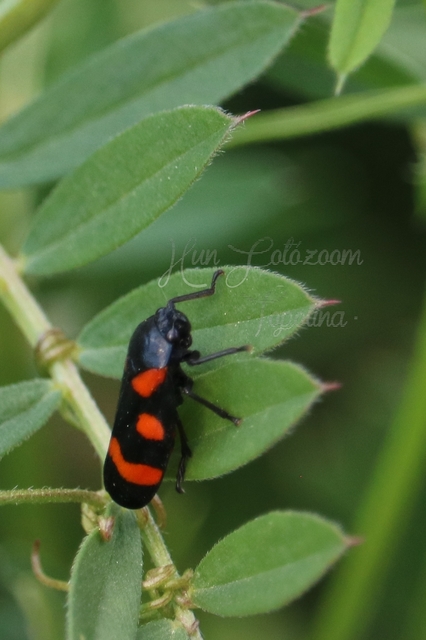 Cercopis arcuata/sanguinolenta