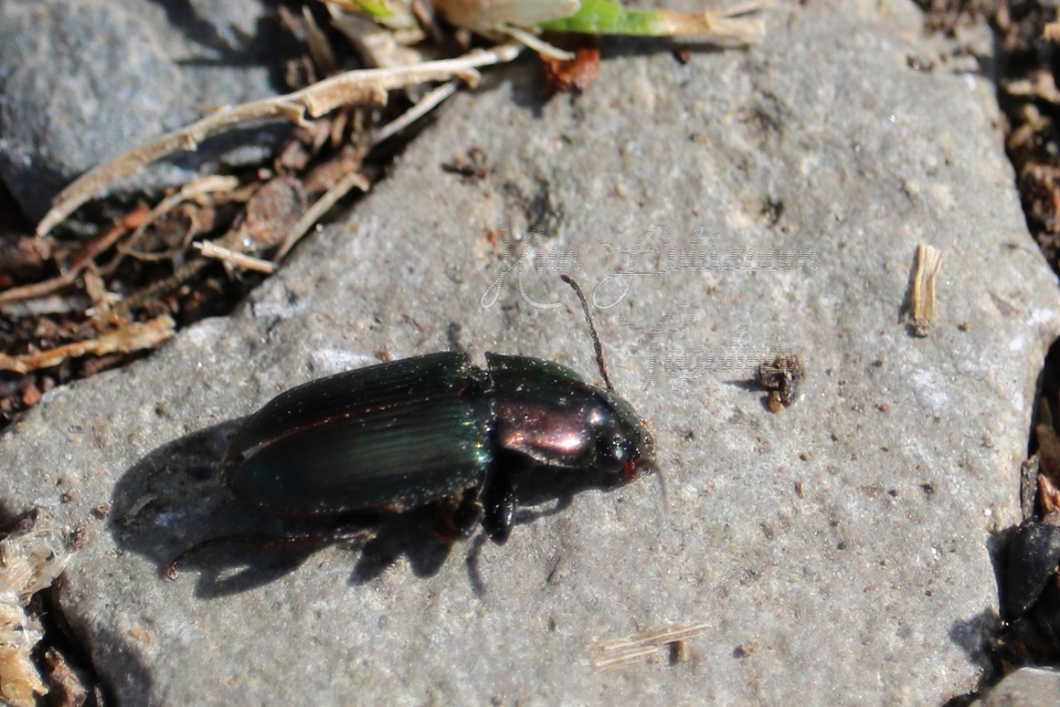 Harpalus distinguendus - mezei lomhafutó