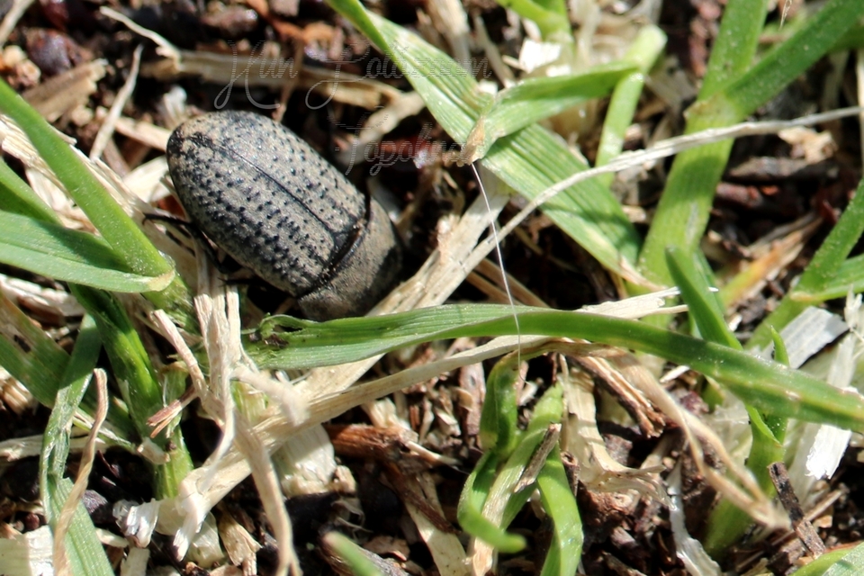 Opatrum sabulosum - sároshátú gyászbogár
