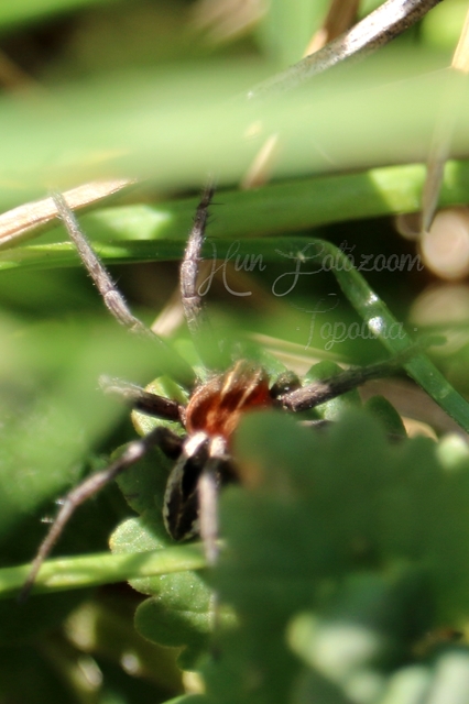 Thanatus arenarius
