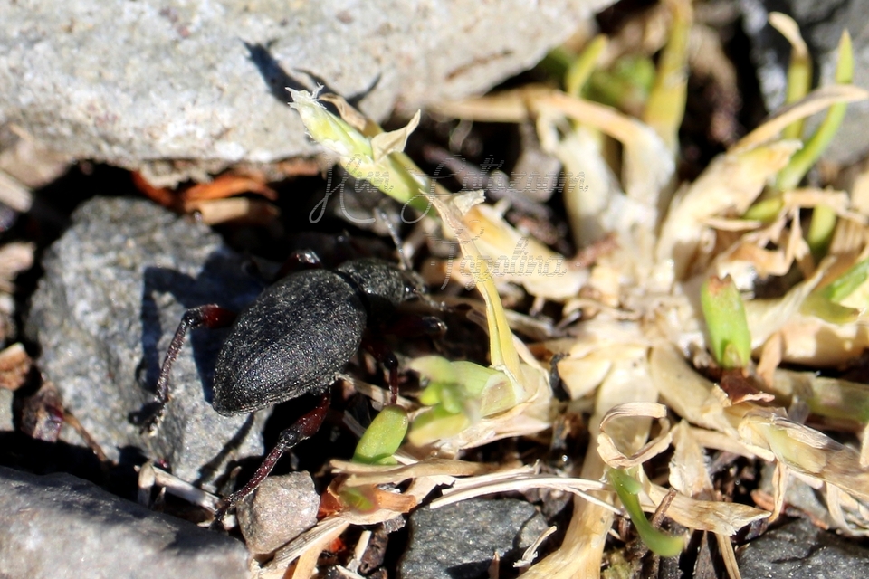 Dodecastichus