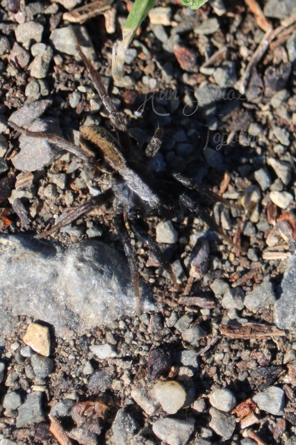 Alopecosa aculeata