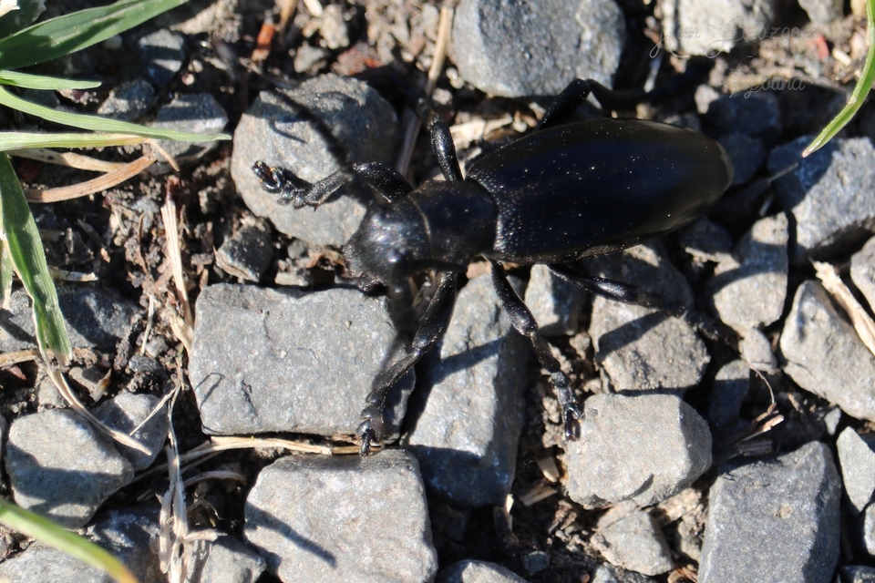 Dorcadion aethiops - fekete gyalogcincér