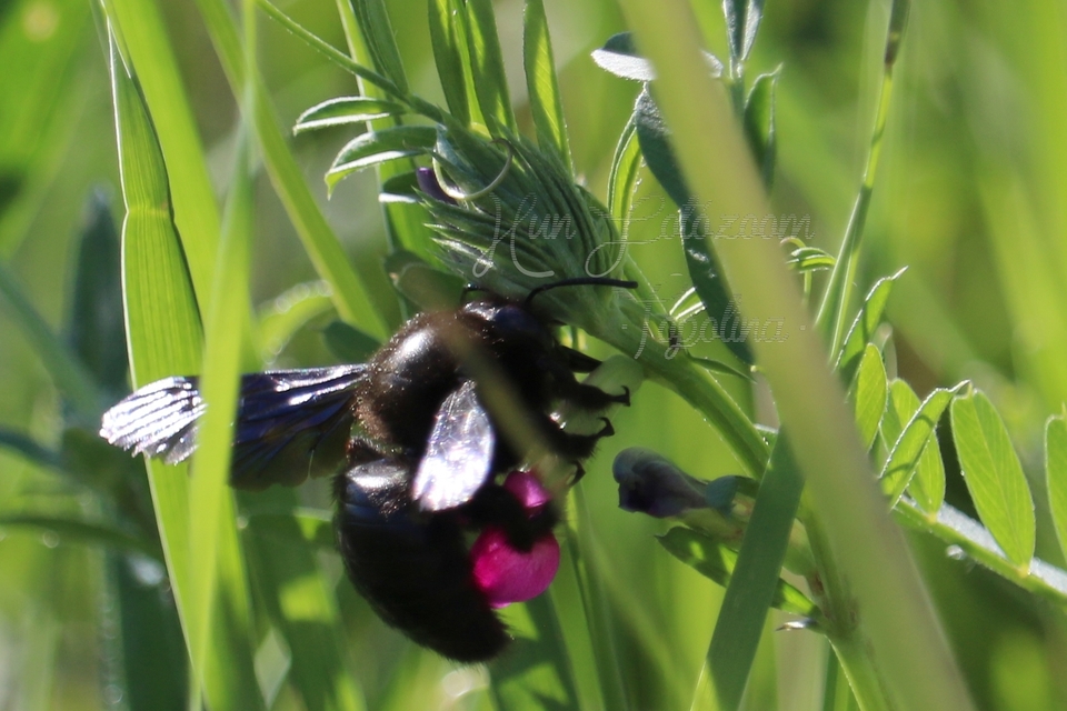 Xylocopa