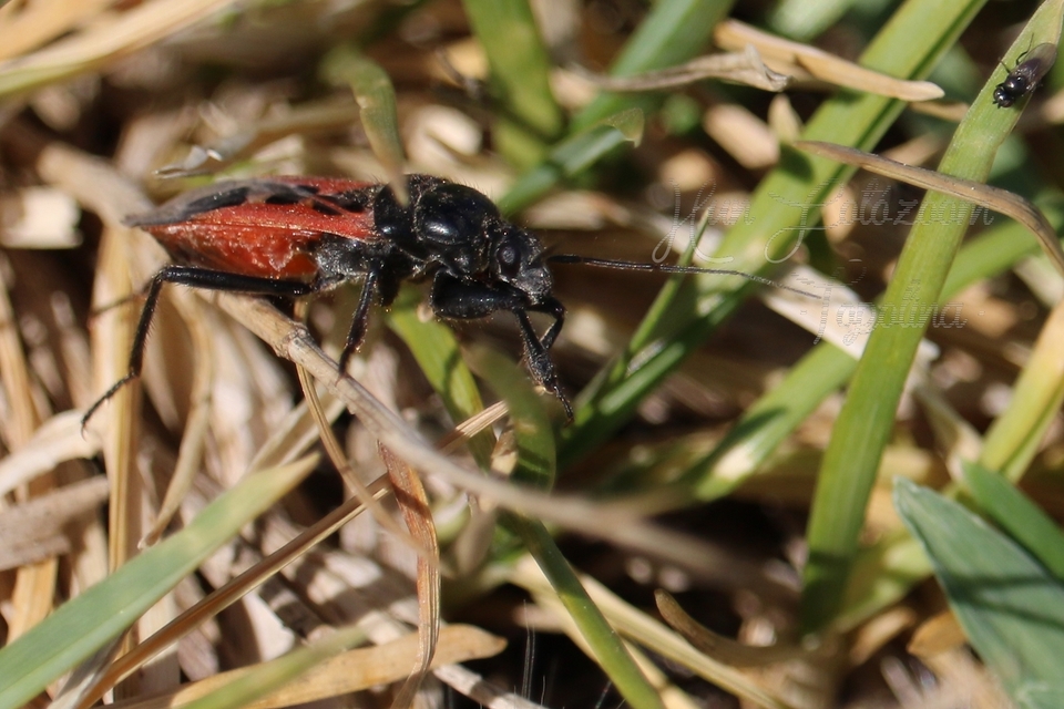 Peirates hybridus - foltos rablópoloska