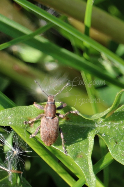 Tanymecus palliatus - közönséges hegyesfarúbarkó