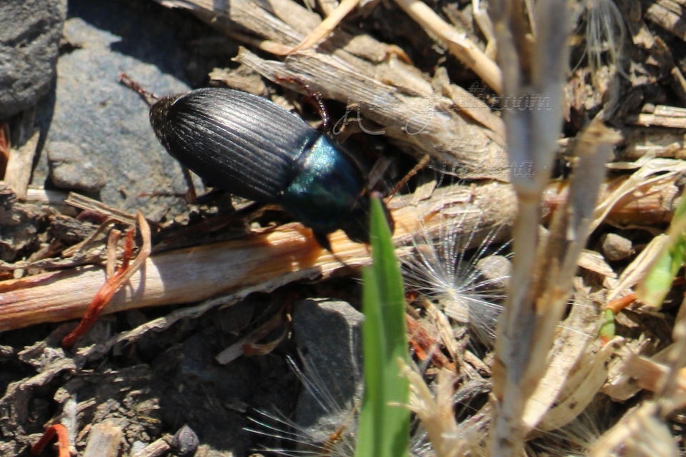 Harpalus caspius - keleti lomhafutó