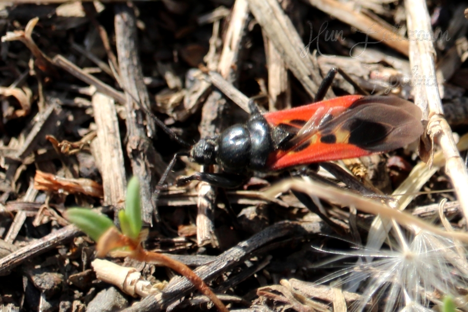 Peirates hybridus - foltos rablópoloska