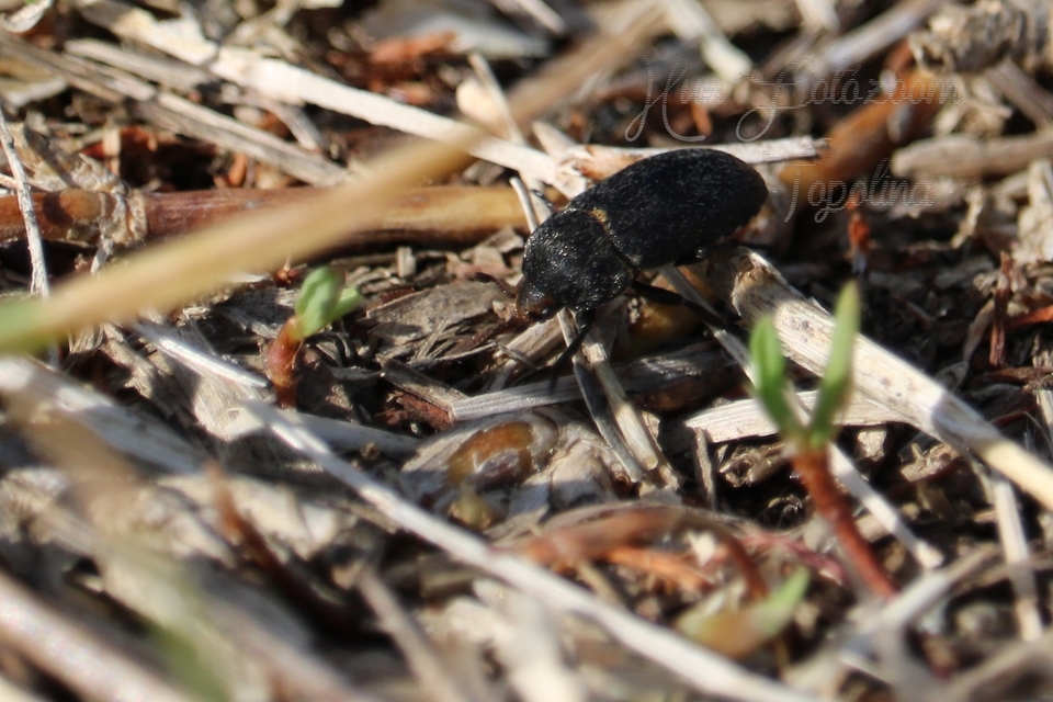 Dermestes laniarius - gyászos porva