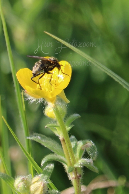 Empididae - táncoslegyek