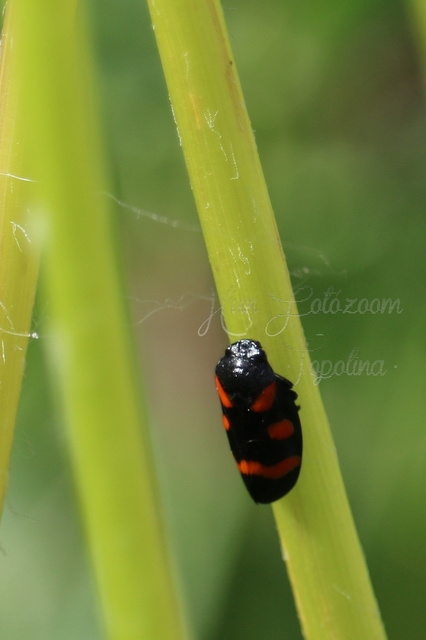 Cercopis arcuata/sanguinolenta