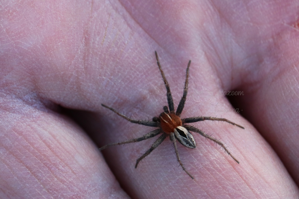 Thanatus arenarius