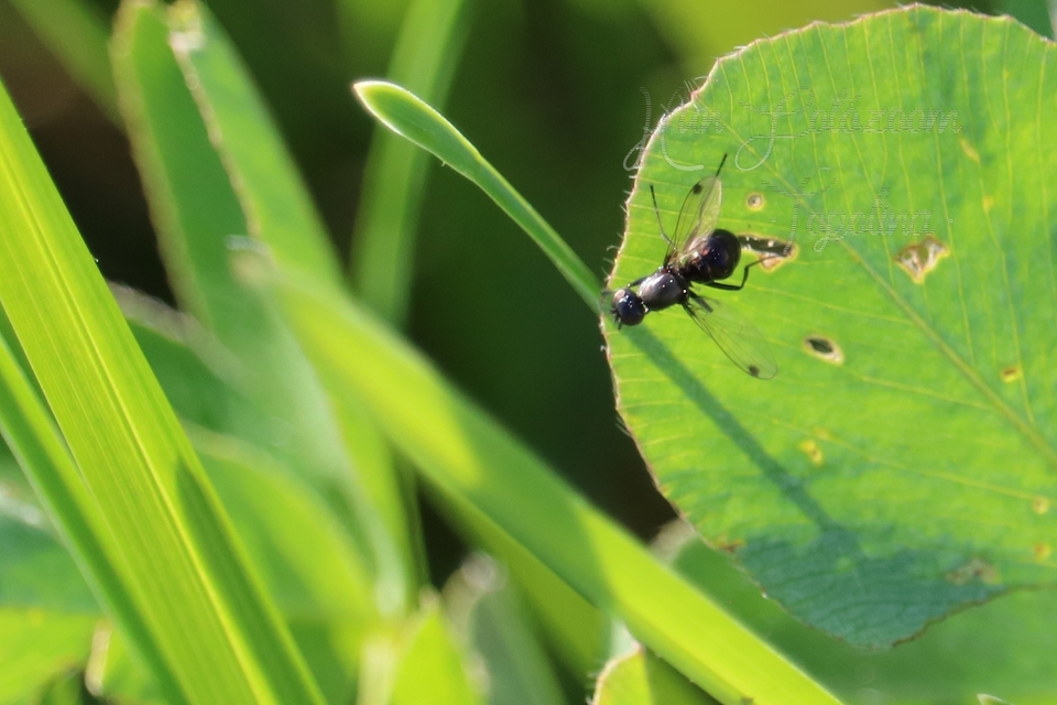 Sepsidae - billegetőlégyfélék