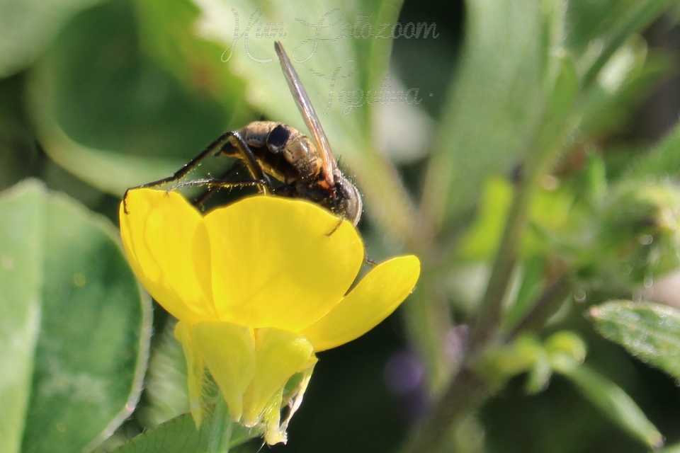 Empididae - táncoslegyek