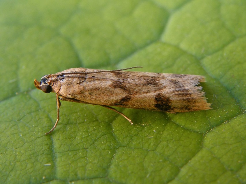 Homoeosoma sinuella - agyagsárga karcsúmoly