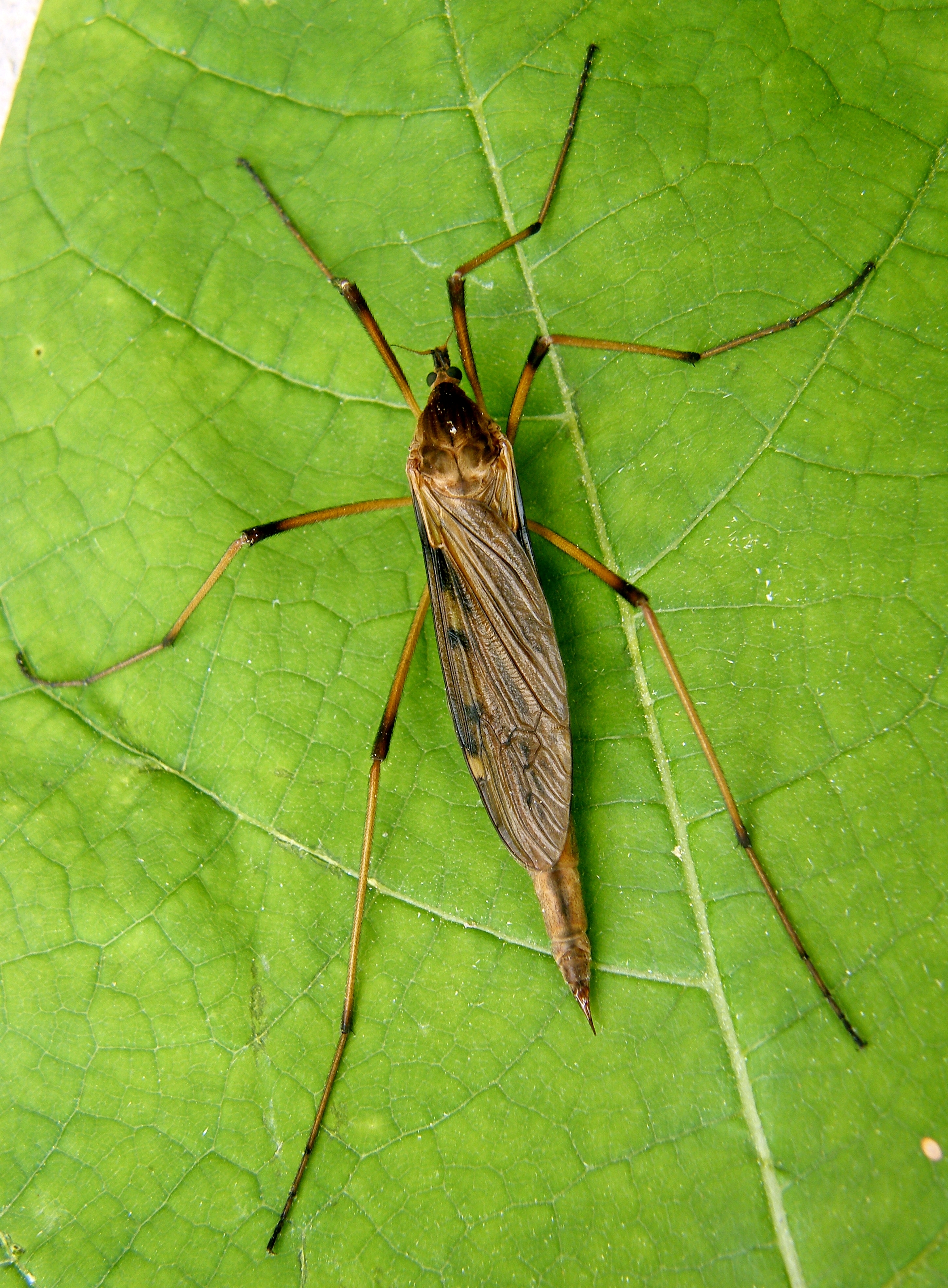Eutonia barbipes