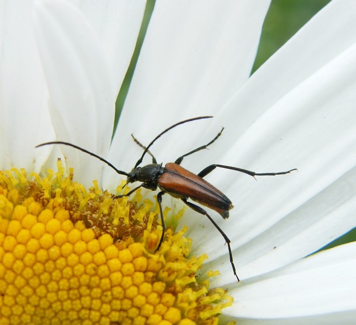 Stenurella bifasciata - kétöves karcsúcincér