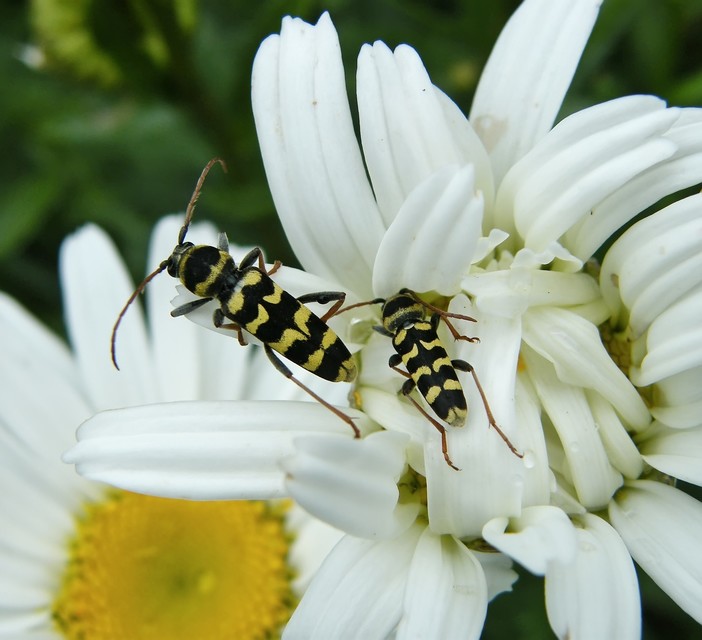 Echinocerus floralis - lucerna-darázscincér
